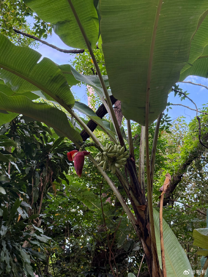 芭蕉和天堂鸟的区别芭蕉与天堂鸟，植物王国中的独特双璧