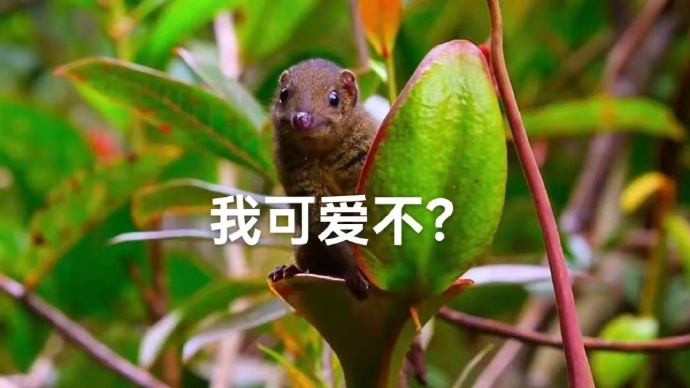 舔舐花蜜甜蜜的探索——舔舐花蜜的奇妙之旅-第1张图片