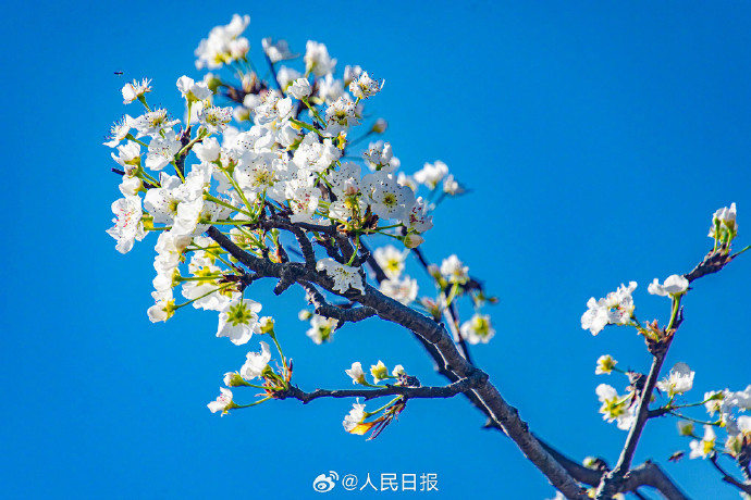 爱内梨花——绽放的美丽与深情-第3张图片