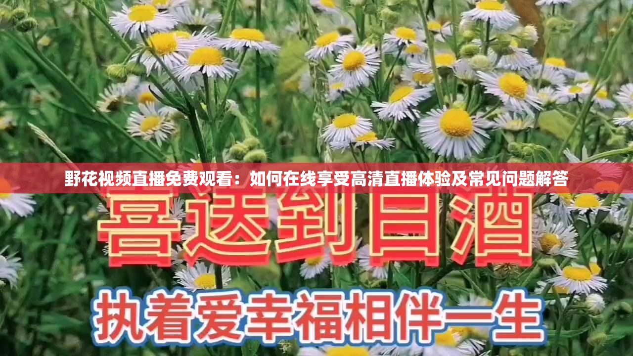野花视频在线观看免费完整版3，自然之美与网络共享的完美结合