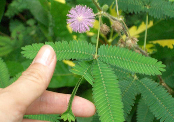 含羞草传媒4.0.0安卓版含羞草传媒4.2.0app，每日免费三次的独特体验-第2张图片