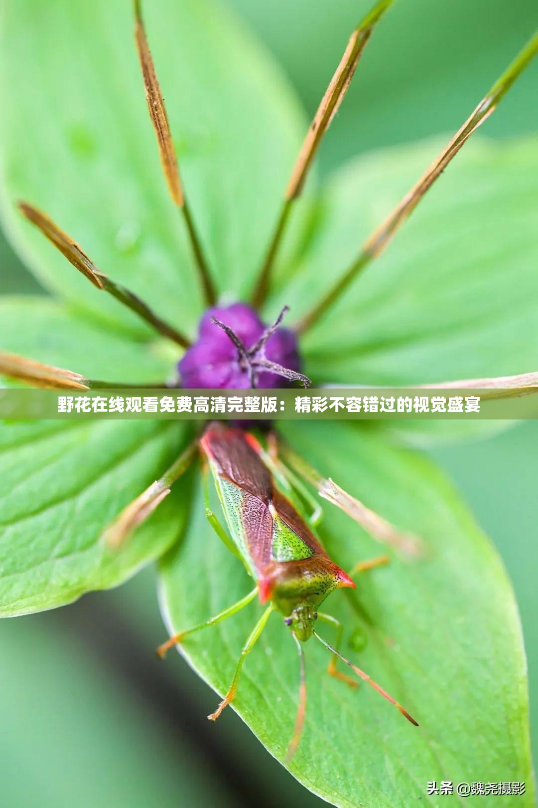 野花视频手机免费观看完整版下载野花视频，手机免费观看完整版体验指南