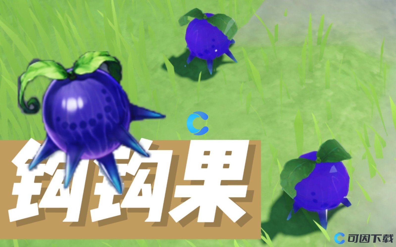 钩钩果采集点指南-第2张图片