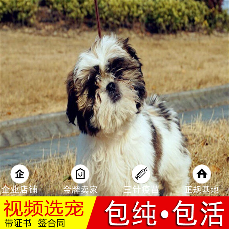 西施犬吧西施吧——美丽与传奇的交汇之地