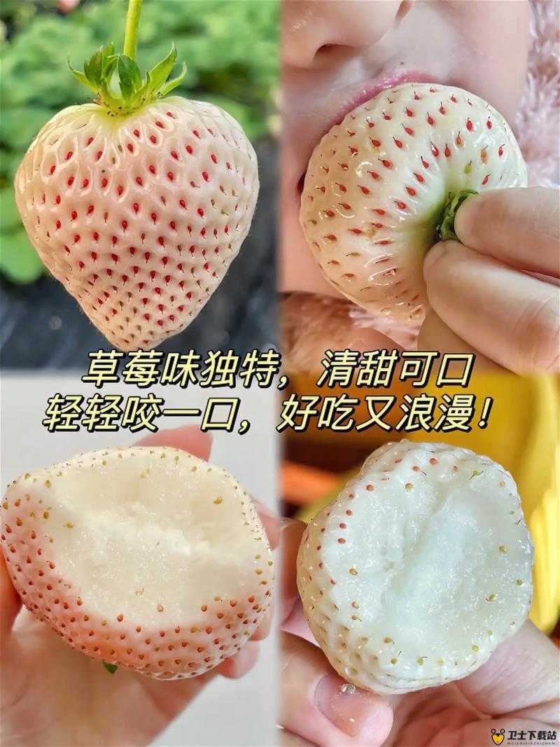 草莓视频在线无限观看免费观看国产网站长视频草莓视频在线无限观看，探索无限可能的视频体验