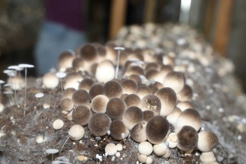 探索中国产区特色，一二三产区蘑菇视频的多元魅力