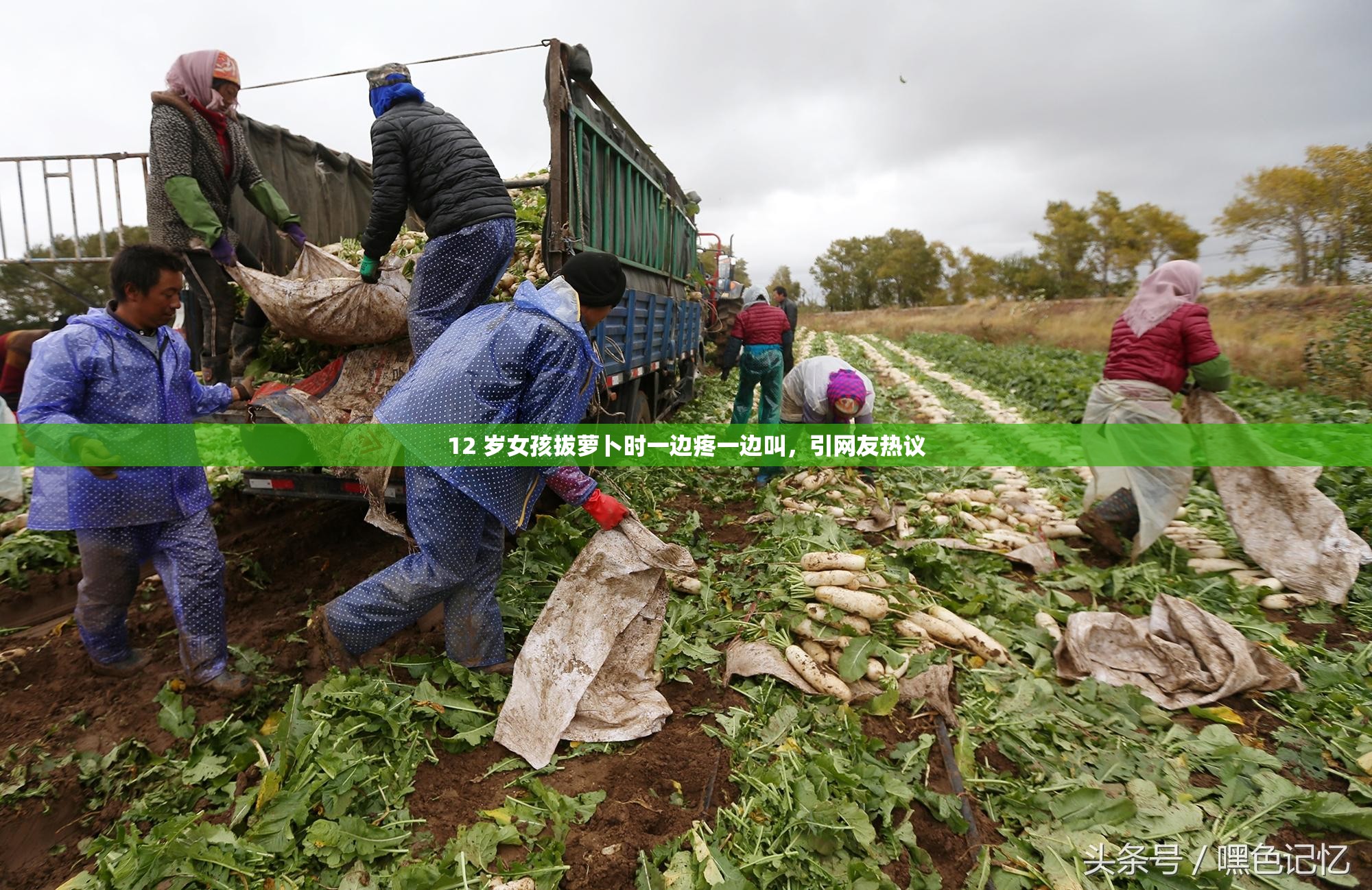 拔萝卜不听话怎么办拔萝卜时遇到的小插曲，全程不盖被子怎么办？
