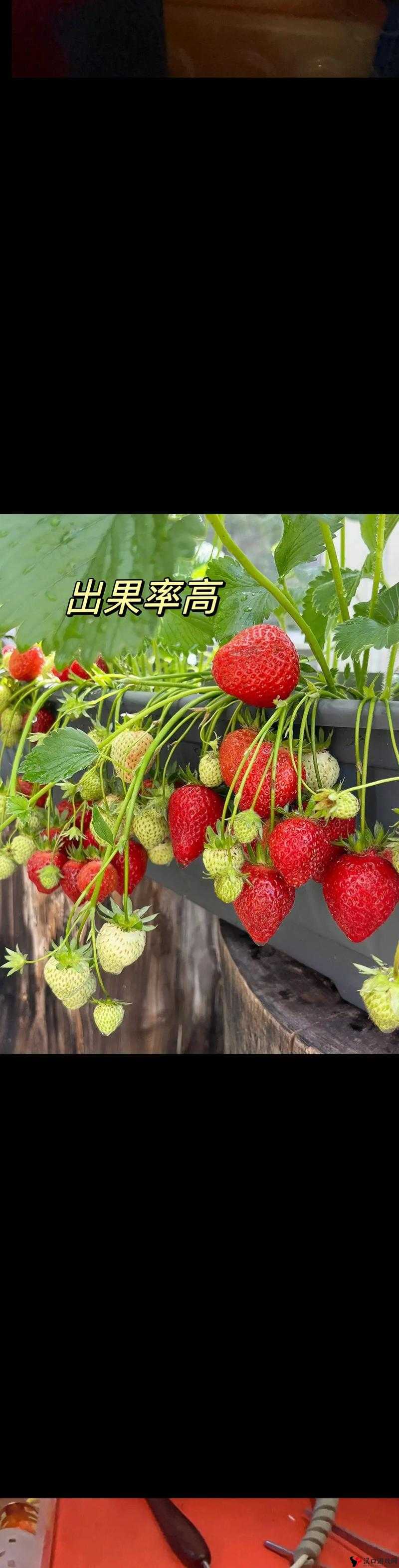 草莓视频APP下载，无限观看的精彩世界-第1张图片