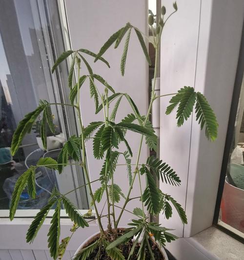 含羞草实验所home含羞草成年实验所，探索植物世界的奥秘