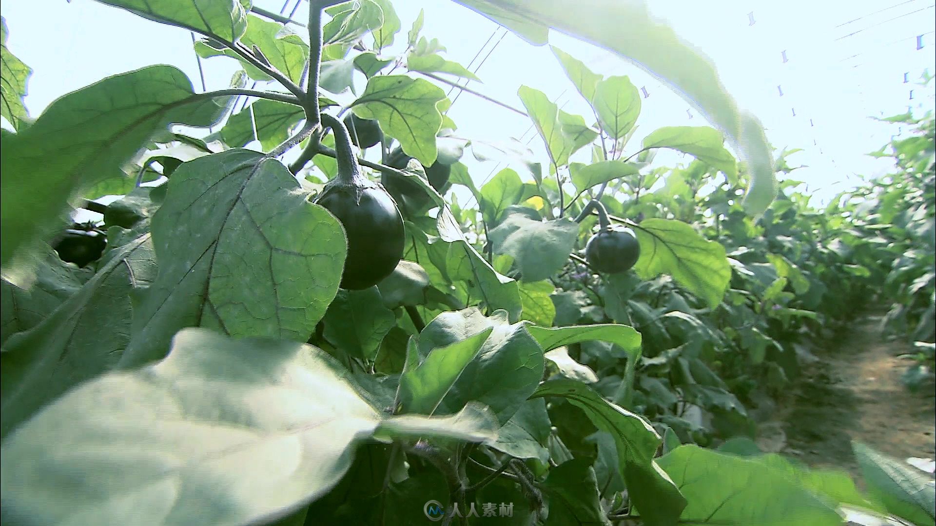 茄子视频在线观看视频在线高清茄子视频在线观看，高清体验，畅享无限