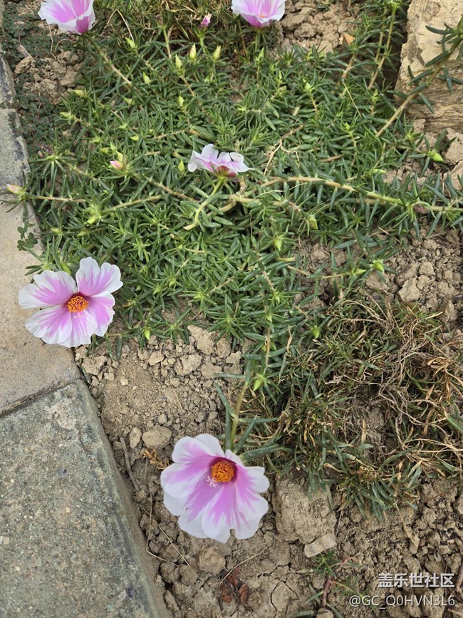 野花社区在线观看免费高清视频野花社区视频资源，免费高清在线观看新体验-第2张图片