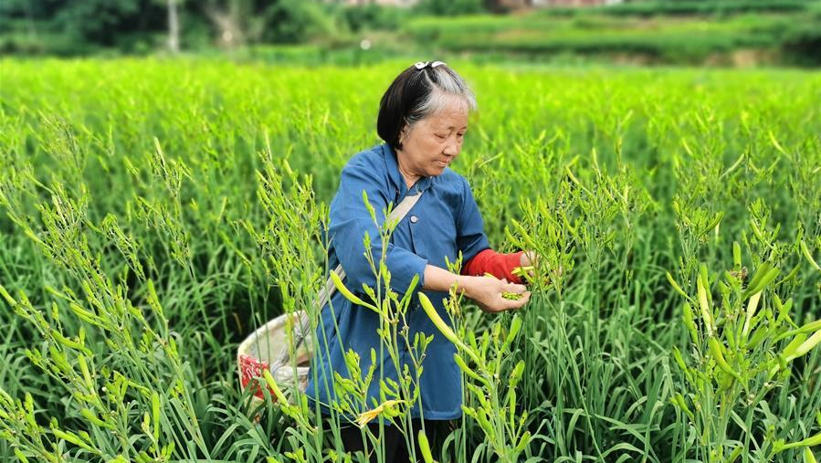 忘忧草视频资源在线观看，探索快乐与放松的数字世界