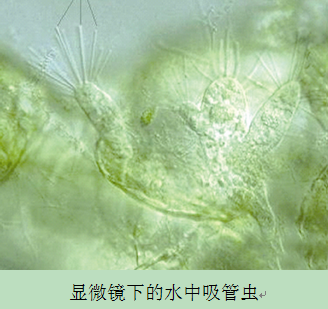 小东西的秘密，几天未动，为何积攒了如此多的水？