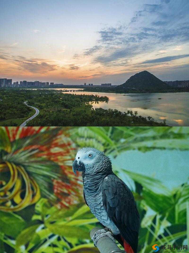 探索网络资源，天堂与种子在线的奇妙世界