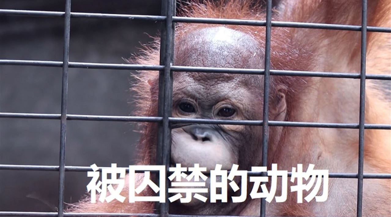 最新美国ZOOM动物_欢迎你最新美国ZOOM动物，欢迎你的到来