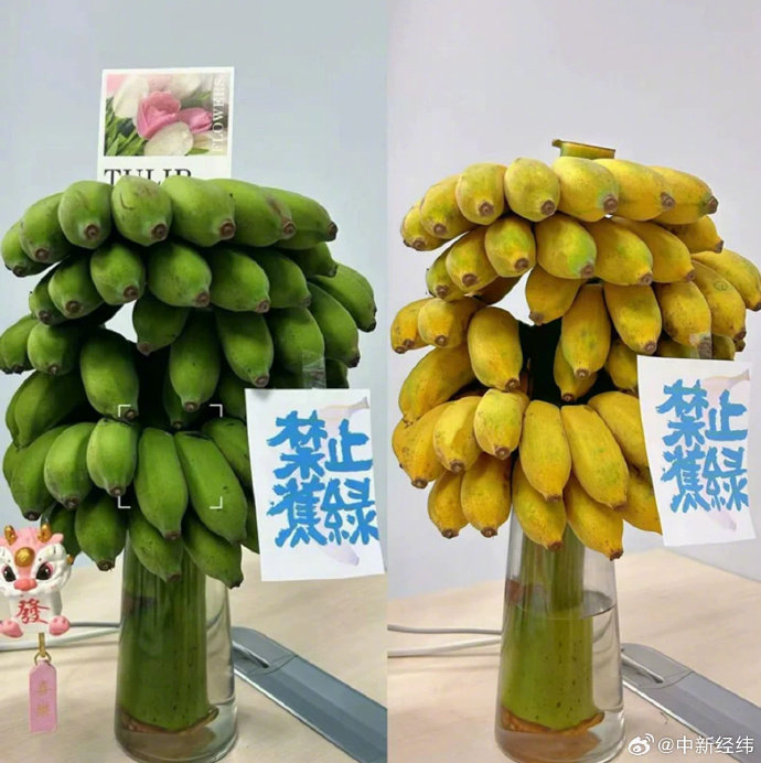 久久久香蕉视频，网络时代的娱乐新宠