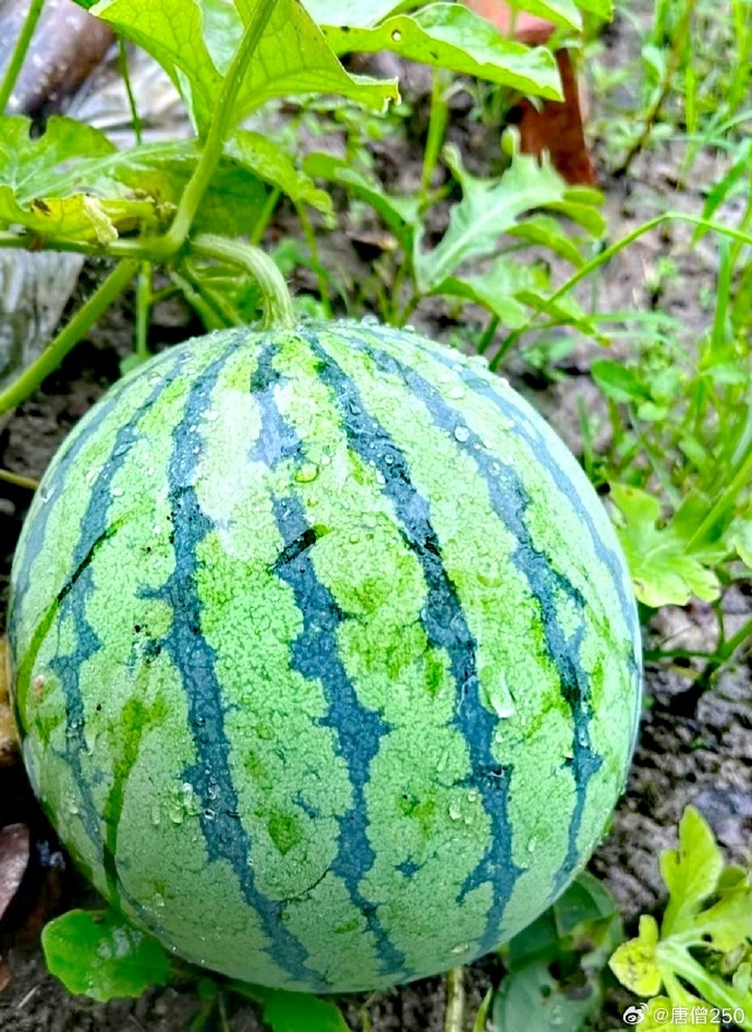 朝阳吃瓜，今日的瓜，入口的乐趣
