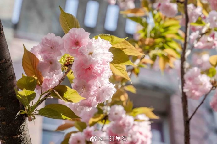 校园春色与迅雷下载的独特魅力-第3张图片