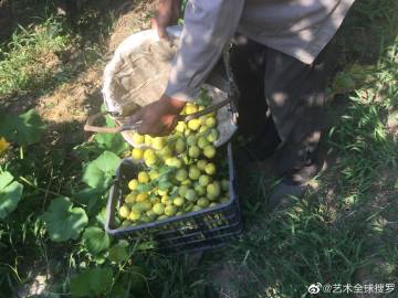 GoGoGo大的人文艺术评价及其深远影响-第2张图片