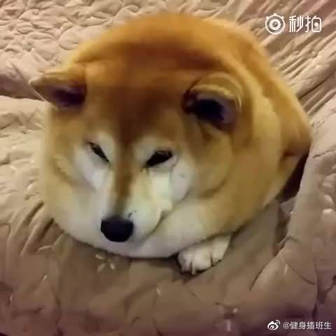 青青草免费公开视频，探索网络世界的视觉盛宴-第2张图片