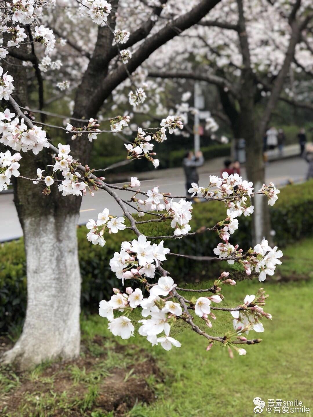 樱花直播2021最新版下载苹果樱花直播2021最新版下载，探索全新互动体验-第2张图片