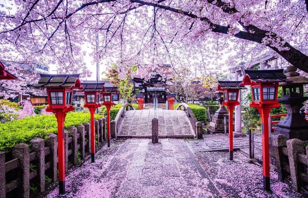 樱花草的魅力，日本在线观看的美丽之旅-第2张图片
