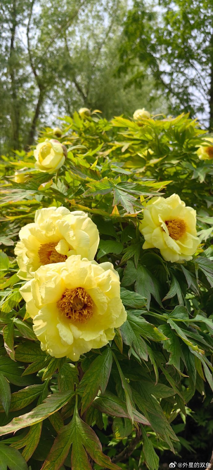 花季V3.072每天免费1次花季V3.072，每日免费一次的独特体验