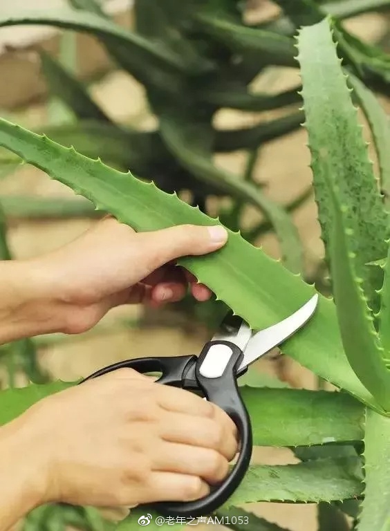 新手如何正确进行自我扣小花园的步骤与技巧-第2张图片