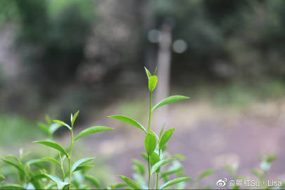 探索Miya737.cow的神秘世界