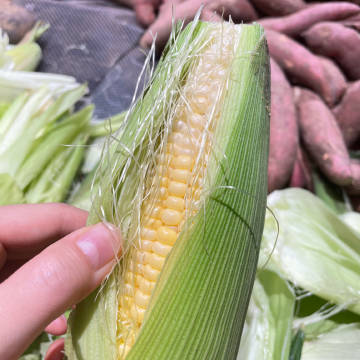 芭乐鸭脖向日葵芭乐鸭脖旧版回味经典，芭乐鸭脖与旧版向日葵的记忆-第1张图片