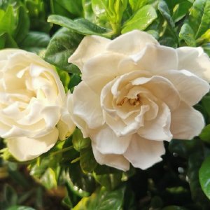 漾出over flower第一季翻译之旅-第2张图片