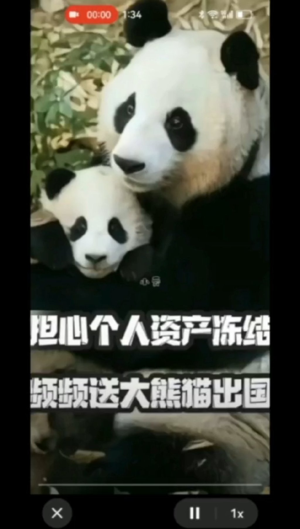大熊猫的小惊喜，捡到游客的伞并细心撑开