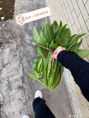 向日葵色斑卐i卍向日葵与色斑的秘密——卐色斑站长的专业推荐-第2张图片