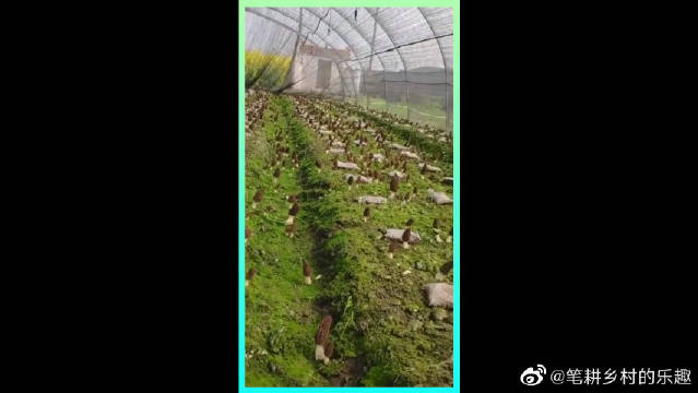 久久久精品2020免费观看导航久久久精品2020免费观看，探索网络资源的乐趣与注意事项-第2张图片