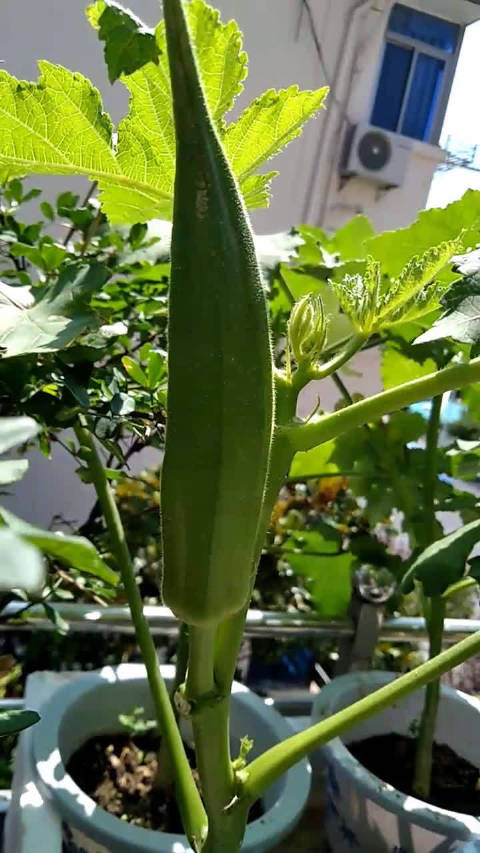 秋葵视频安卓下载教程及使用指南-第2张图片