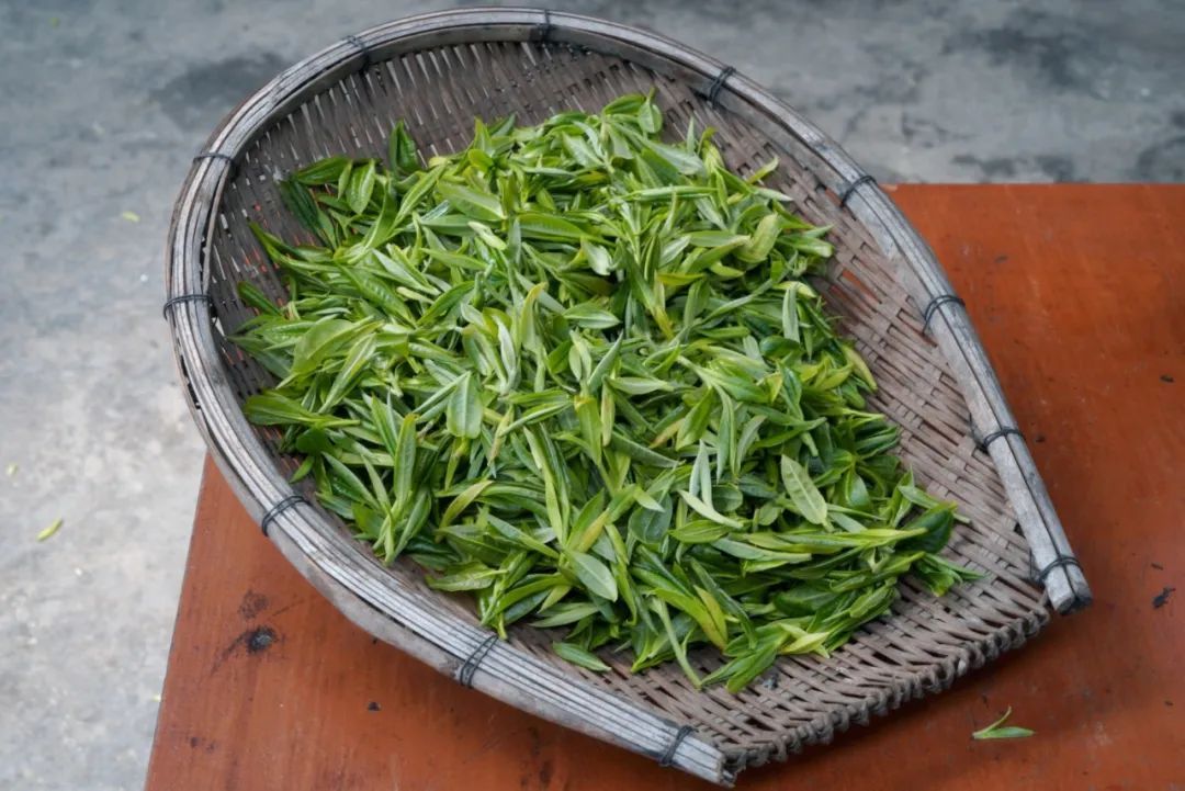 以茶入药by绮罗全文TXT以茶入药——绮罗的独特见解