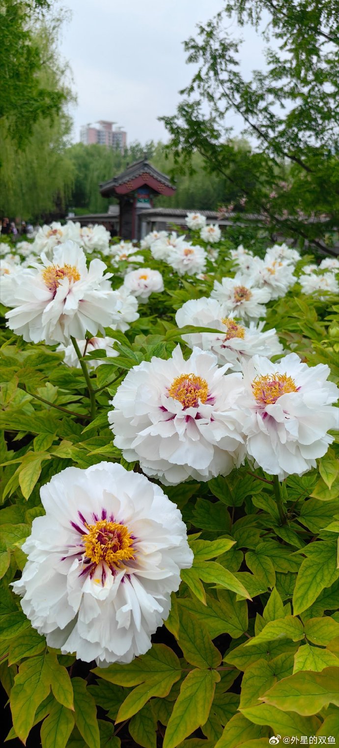 花季V3.072每天免费1次花季V3.072，每日免费一次的独特体验-第2张图片