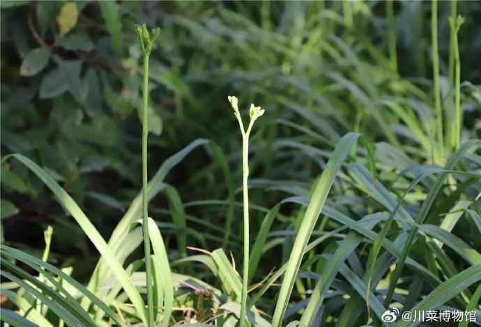 忘忧草app下载软件——轻松解压，快乐生活