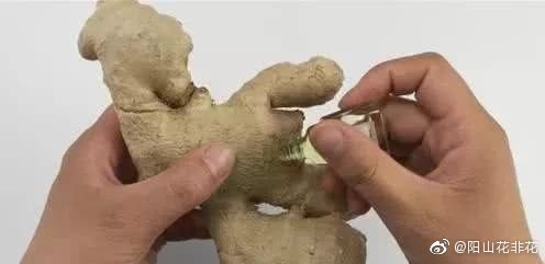 夹生姜走路夹生姜走路，一种独特的健康体验