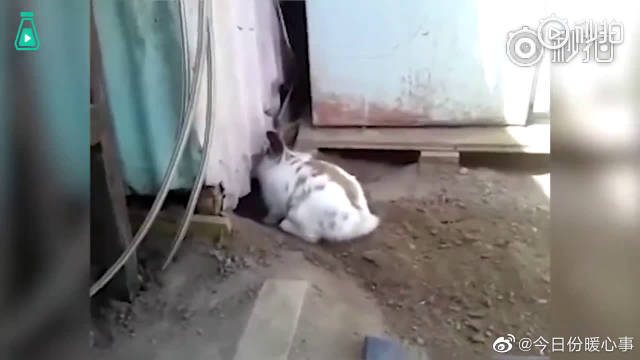 探索与分享，做暧嗳xo小视频的免费途径