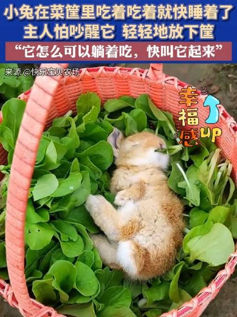 咬小兔兔的正确姿势，站着还是躺着？