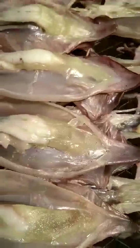 鱿鱼视频，在线免费观看最新内容-第3张图片