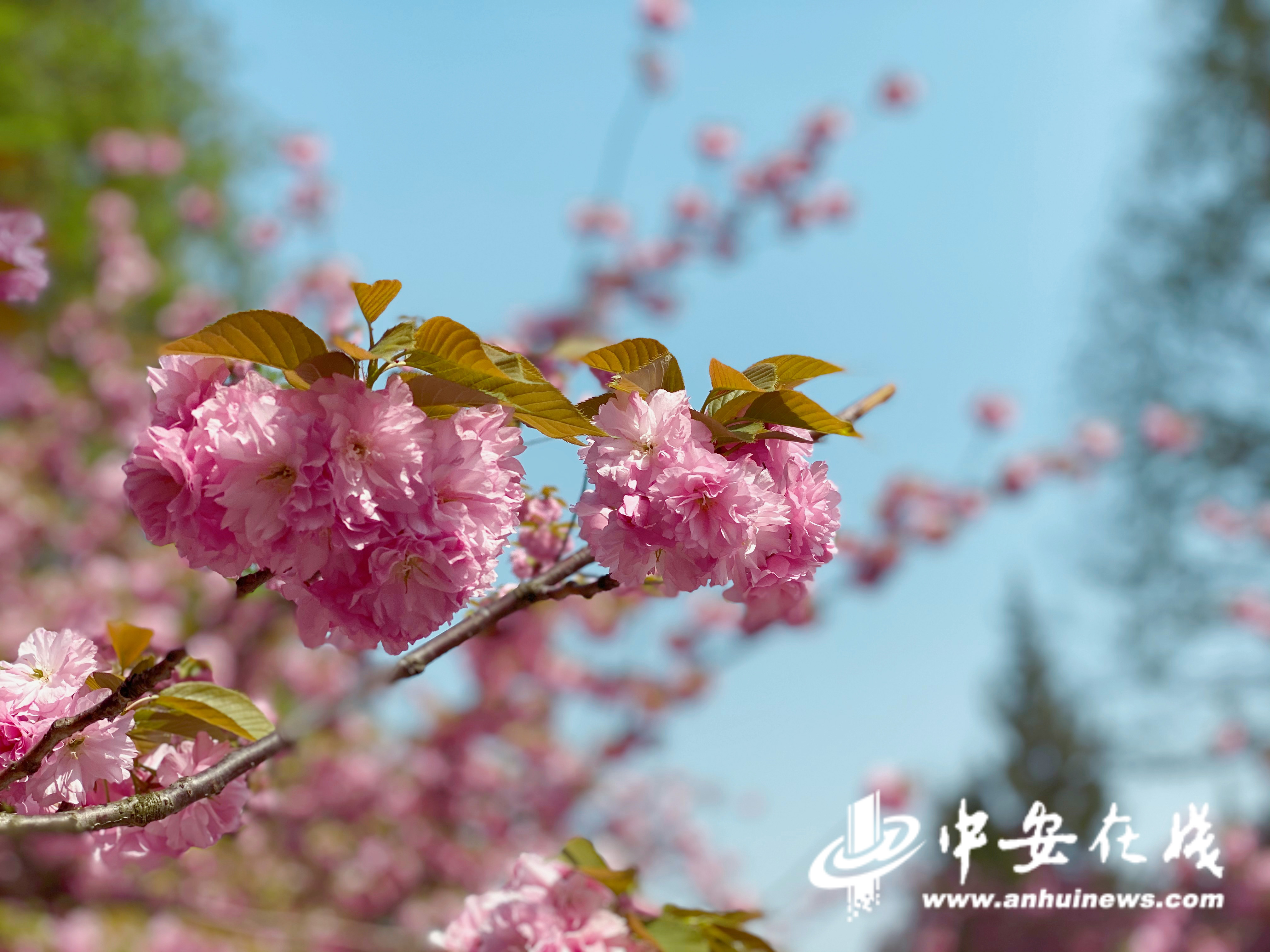 樱花直播3.1.2花儿直播樱花直播3.1.2，绽放的互动新体验