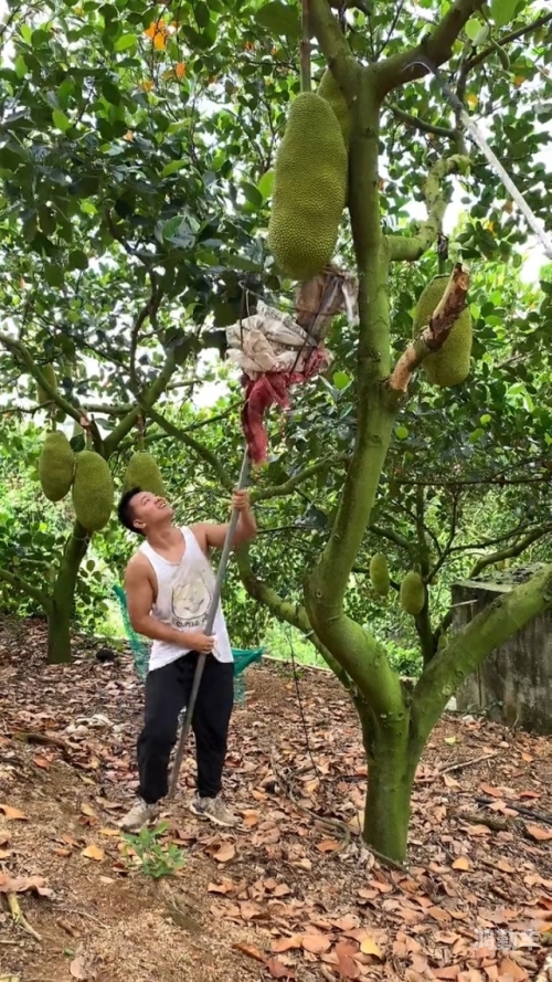 蜜菠萝下载app蜜菠萝影院的魅力之旅-第2张图片