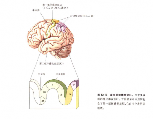 牛奶触觉，一场感官的奇妙之旅-第1张图片