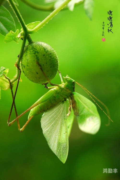 虫虫部落app下载虫虫部落的奇妙世界-第1张图片