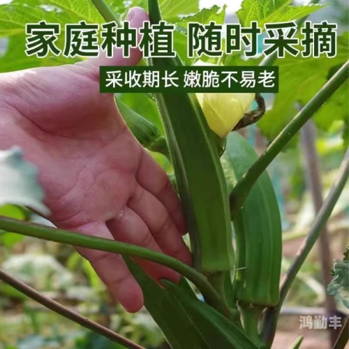 水果与蔬菜的缤纷世界，草莓、樱桃、丝瓜、秋葵、榴莲与黄瓜的食用指南-第3张图片