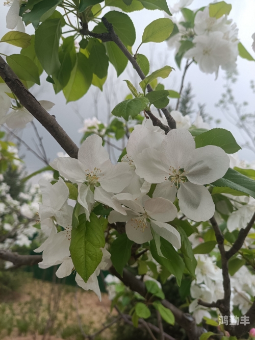 知花梅莎知花——探索与领悟的旅程-第1张图片