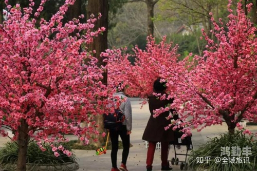 桃花视频，最新免费高清完整在线观看的魅力之旅-第2张图片