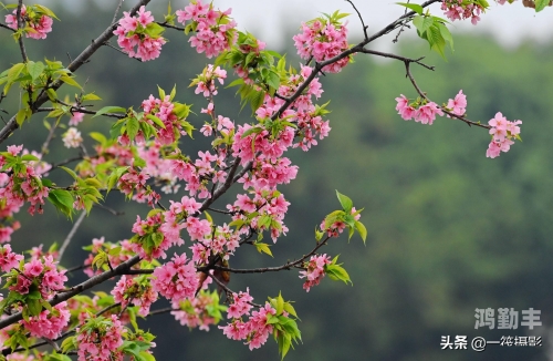 烟霞蔽芾，自然之美的诗意描绘-第2张图片